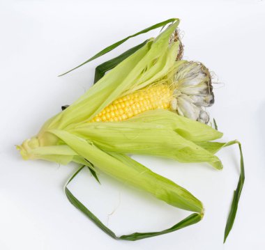 Mısır ezmesi patojenik mantar Ustilago Maydis 'in neden olduğu bir bitki hastalığıdır. Beyaz arkaplanda.