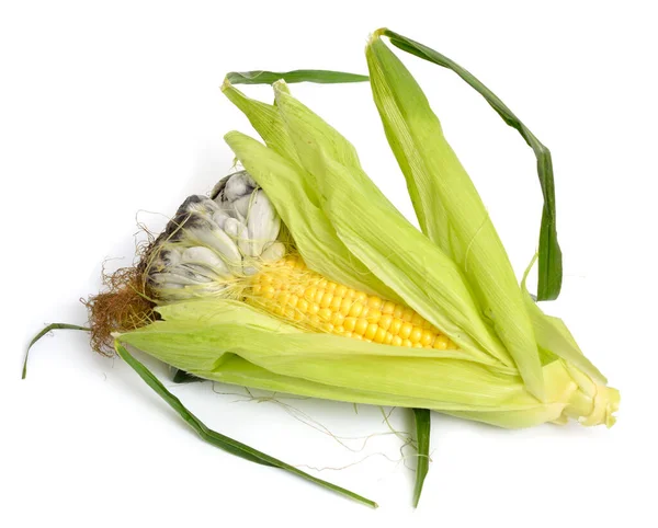 Corn Smut Plant Disease Caused Pathogenic Fungus Ustilago Maydis White — Stock Photo, Image