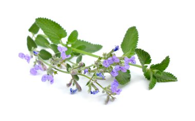 Nepeta kataryası, genel olarak kedi otu, kedi otu, kedi otu ve naneli şeker olarak bilinir. Beyaz arkaplanda izole