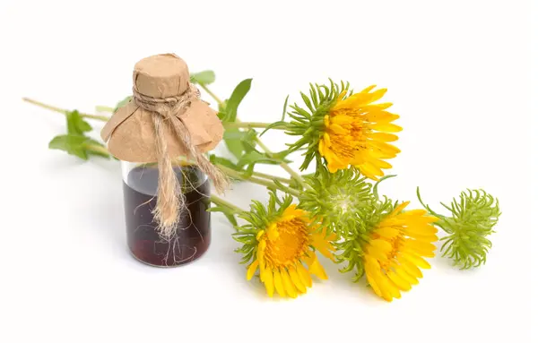 stock image Grindelia squarrosa, also known as a curly-top gumweed or curlycup gumweed