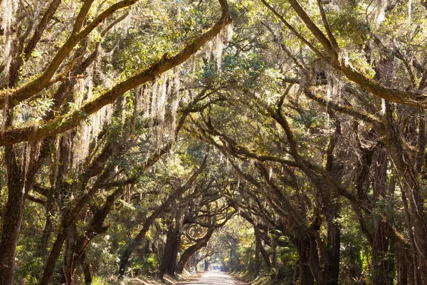 Небольшая Сельская Дорога Обрамленная Навесом Старых Дубов Южной Каролине Юар — стоковое фото