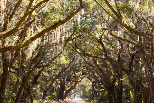 Small rural road framed withcanopy of  old-grown oak trees in South Carolina, SC, USA
