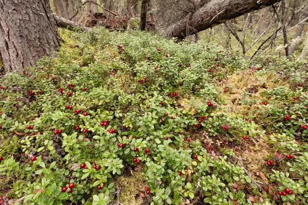 Super Alimento Recompensa Ingonberries Maduros Vaccinium Vitis Idaea Arbustos Baixo — Fotografia de Stock