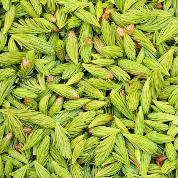 Fresh Green Spruce Tips Foraged Used Cooking Ingredient Close Background — Stock Photo, Image