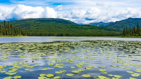 マッケステン湖に水のユリ 夏の荒野の自然景観メイヨー州とケノ市の近くユーコン準州 Canada — ストック写真