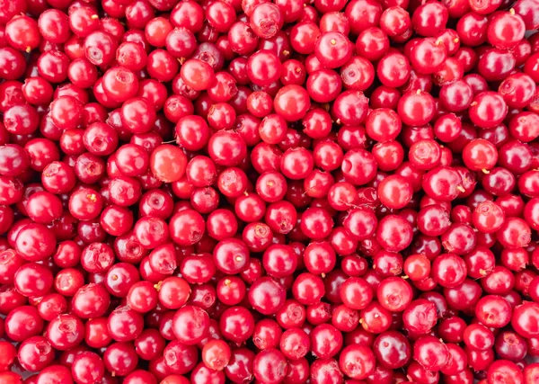 Superfood Olgun Lngonberries Aşı Vitis Idaea Düşük Çalılı Kızılcık Veya — Stok fotoğraf