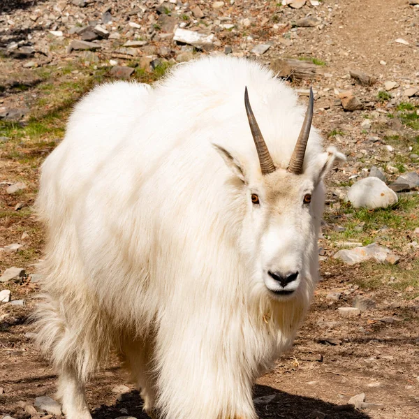 Close Portrait Wild Mountain Goat Oreamnos Americanus Wilderness — Stock Photo, Image
