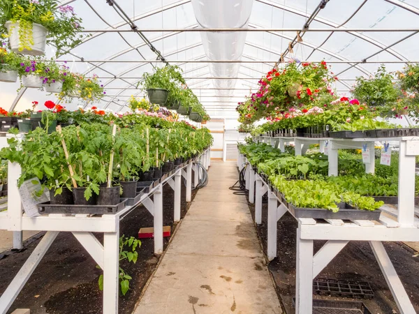 商業用のプラスチック箔で栽培された観賞用の花植物は 暖かさと天候からの保護のための園芸温室を覆いました — ストック写真