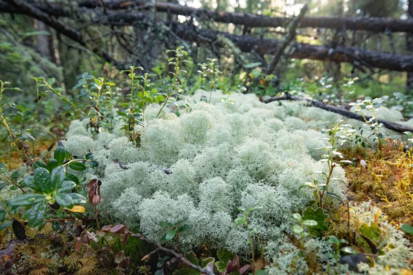 Coussin Lichens Cladonia Stellaris Croissant Sur Sol Taïga Forêt Boréale — Photo