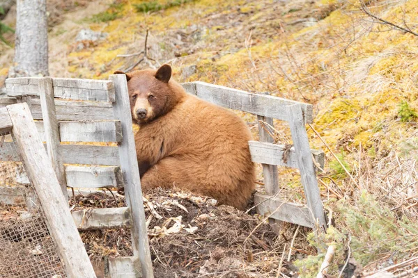 大胖棕色美国黑熊 乌苏美洲肛门 蹲在花园堆肥寻找食物残渣 — 图库照片