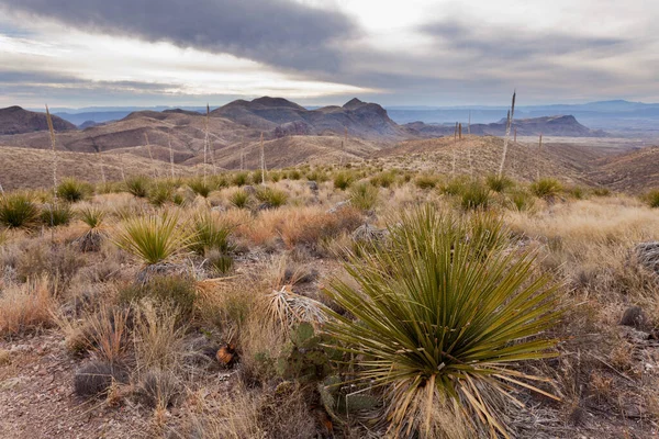 Paisaje Natural Del Desierto Chihuahua Parque Nacional Big Bend Texas — Foto de Stock
