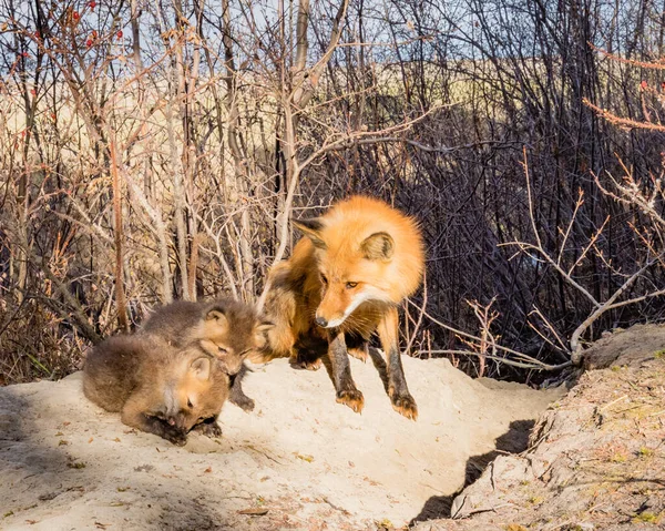 Raposa Vermelha Vixen Vulpes Vulpes Cuidando Seus Filhotes Raposa Jovem — Fotografia de Stock