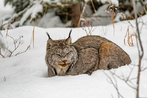 疲れているカナダLynx Lynx Canadensis 深い冬の雪の中で昼寝 — ストック写真