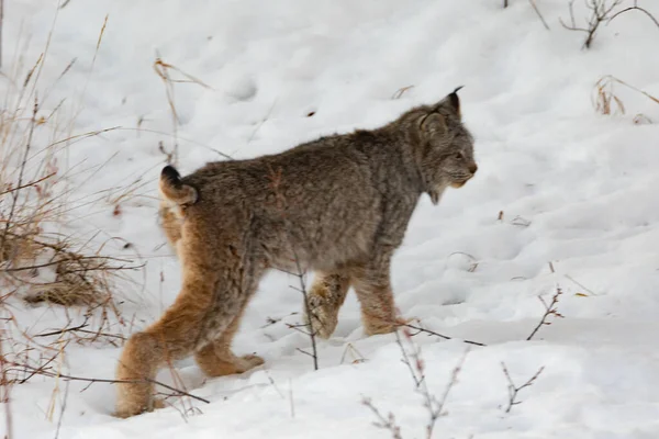 Kanada Lynx Lynx Canadensis Séta Mély Téli — Stock Fotó