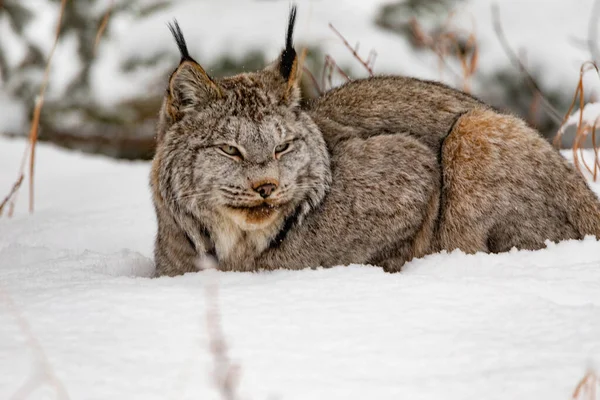 疲れているカナダLynx Lynx Canadensis 深い冬の雪の中で昼寝 — ストック写真