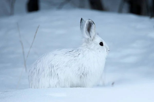 Stock image Snowshoe Hare, Lepus americanus, in the snow camouflaged by its white winter fur coat