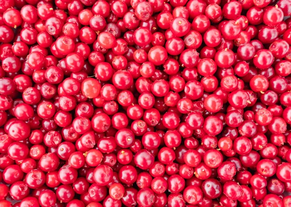 Superfood Rijpe Lngonberries Vaccinium Vitis Idaea Lage Bush Cranberries Patrijzen Rechtenvrije Stockafbeeldingen