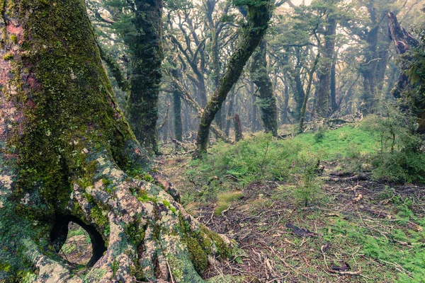 Vergine Foresta Pluviale Montagna Deserto Marlborough Nuova Zelanda — Foto Stock