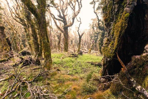 Vergine Foresta Pluviale Montagna Deserto Marlborough Nuova Zelanda — Foto Stock