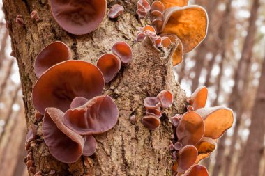 Delicious Judas Ear mushrooms, Auricularia auricula-judae, grow on wood natural Chinese vegetable food clipart