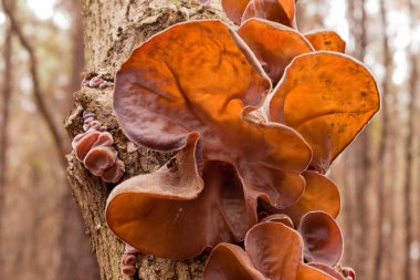 Yenilebilir Judas Ear mantarları, Auricularia auricula-judae, ağaçta yetişiyor, yaygın bir Çin sebze besin kaynağı.