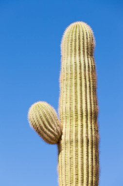 Saguaro Kaktüsü, Carnegiea Gigantea, Sonoran Çölü 'nün sütun kaktüsü mavi çöl gökyüzüne karşı yan kollarını geliştirmeye başlıyor.