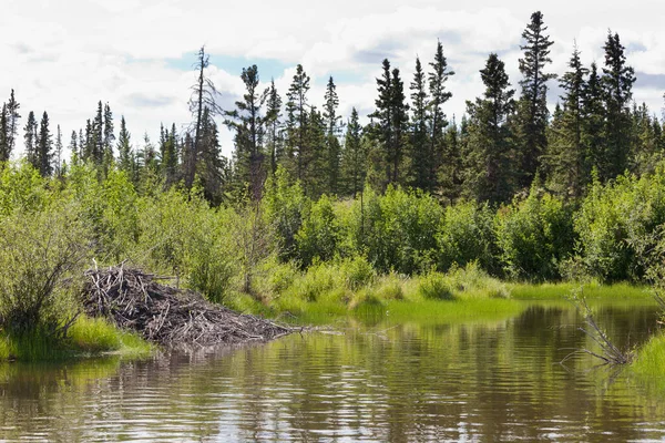 Beaver Castor Canadensis Lodge Made Sticks Mud Boreal Forest Taiga — Φωτογραφία Αρχείου
