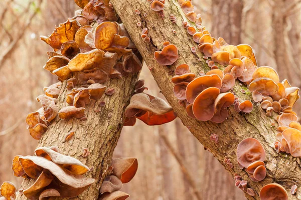 Judas Ear Mushrooms Auricularia Auricula Judae Forest Tree Delicious Chinese — Stock Photo, Image