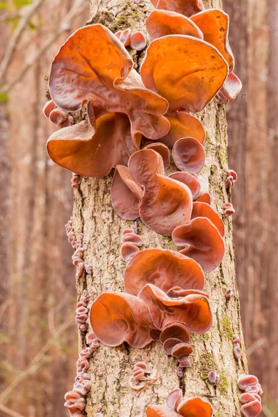 Tasty Judas Ear Mushrooms Auricularia Auricula Judae Growing Tree Common — Stock Photo, Image