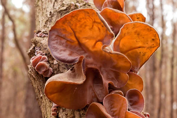 Edible Judas Ear Mushrooms Auricularia Auricula Judae Growing Tree Common — Stock Photo, Image