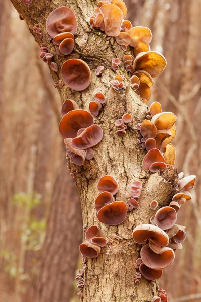 Ebrei Funghi Dell Orecchio Auricularia Auricula Judae Nella Foresta Legno — Foto Stock