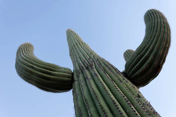 Wysoki Kaktus Saguaro Carnegiea Gigantea Kolumnowy Kaktus Pustyni Sonoran Kolczastymi — Zdjęcie stockowe