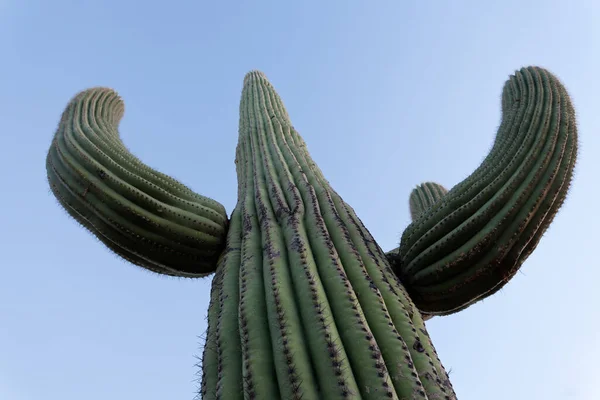 Wysoki Kaktus Saguaro Carnegiea Gigantea Kolumnowy Kaktus Pustyni Sonoran Kolczastymi — Zdjęcie stockowe