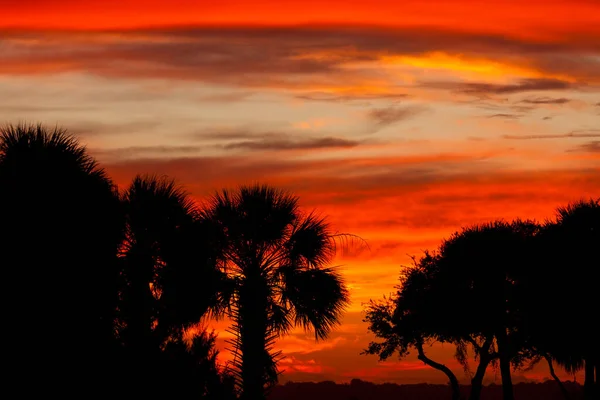 Νότιο Ηλιοβασίλεμα Ουρανό Φοίνικες Και Βελανιδιές Σιλουέτες Νότια Καρολίνα Ηπα — Φωτογραφία Αρχείου