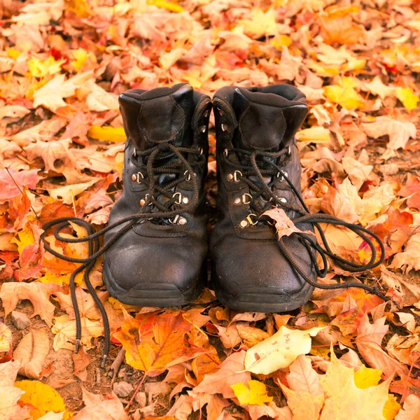 Botas Caminhada Couro Bem Usadas Outono Folhas Coloridas Outono Floresta — Fotografia de Stock