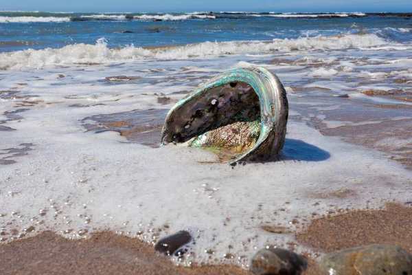 Gran Concha Perlemoen Abalone Mostrando Interior Nácar Iridiscente Bañado Playa — Foto de Stock