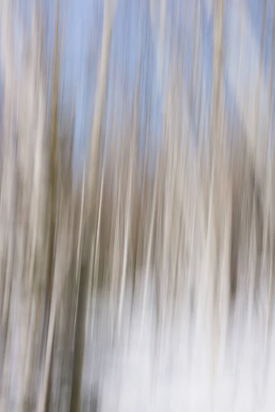 アスペンの木の森の冬の風景ぼやけと集中抽象的な白と青の背景のテクスチャパターン — ストック写真
