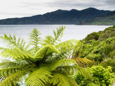 Yeni Zelanda Marlborough 'un güzel kıyı manzarası Önplanda endemik eğreltiotu ağacı sesleri