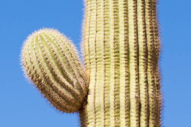 Saguaro Kaktüsü, Carnegiea Gigantea, Sonoran Çölü 'nün sütun kaktüsü mavi çöl gökyüzüne karşı yan kollarını geliştirmeye başlıyor.