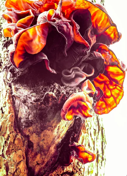 Edible Judas Ear Mushrooms Auricularia Auricula Judae Growing Tree Common — Stock Photo, Image