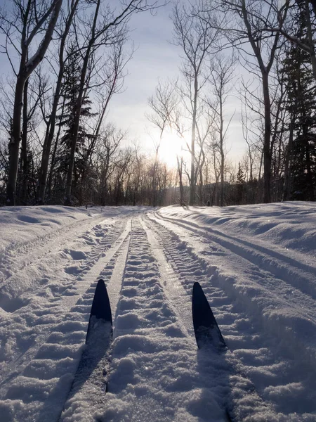 Cross Country Skiing Low Angle Shot Skis Tracks Sunny Winter — Stock Photo, Image
