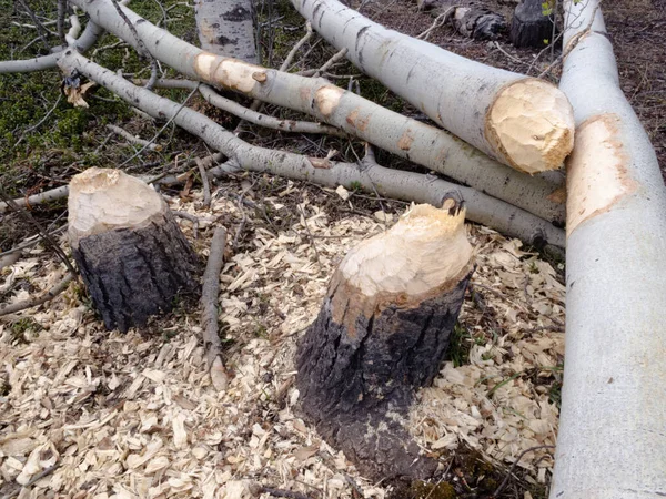 Drżące Drzewa Aspen Populus Tremuloides Ścięte Przez Bobry Castor Canadensis — Zdjęcie stockowe