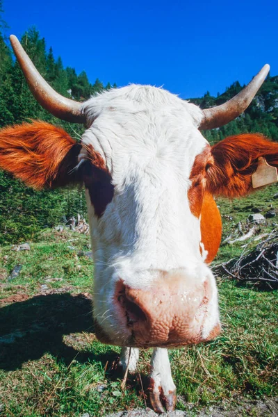 Close Nose Head Curious Cow Mountain Pasture — Stock Photo, Image