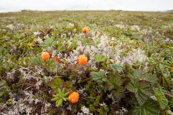 Wild Cloudberries Rubus Chamaemorus Ripe Ready Harvested Growing Alpine Tundra — Stock Photo, Image