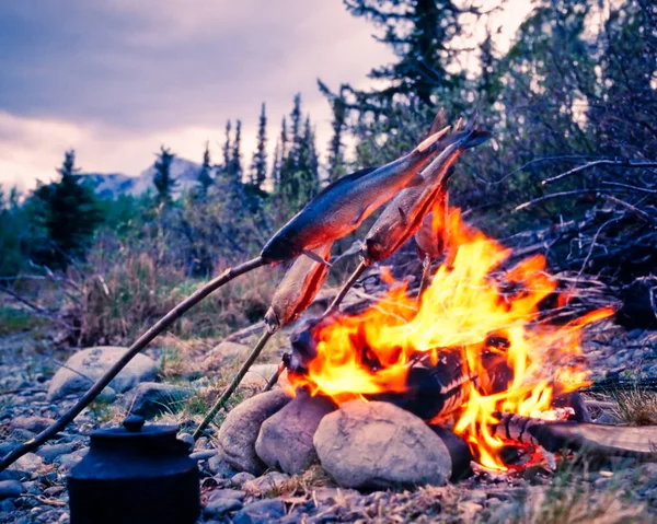 Grayling Fish Willow Sticks Roasting Blazing Flames Campfire Northern Boreal — Stock Photo, Image