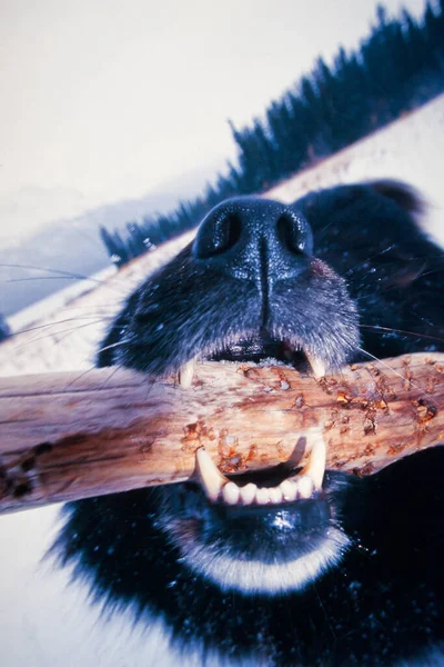 黑狗的裸牙具攻击性地咬木棍 冬季景色遥远 — 图库照片
