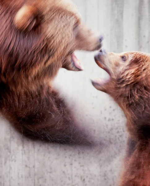 Dwa Brunatne Niedźwiedzie Grizzly Ursus Arctos Walczące Powolną Prędkością Migawki — Zdjęcie stockowe