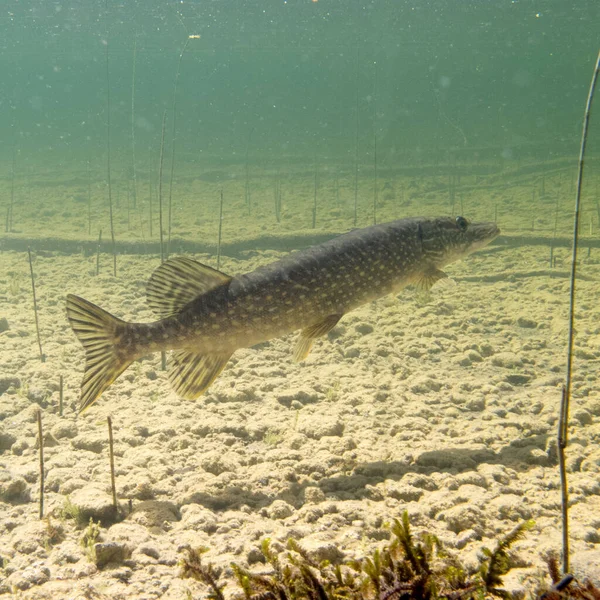 Nördlicher Hecht Esox Lucius Natürlicher Aquatischer Umgebung Flachem Süßwassersee Untergetaucht — Stockfoto