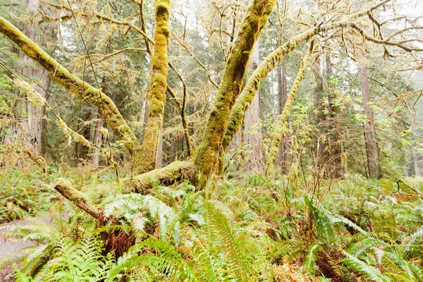 Underbrush Redwood Sequoia Sempervirens Part Menti Erdők Vadon Redwood Nemzeti — Stock Fotó