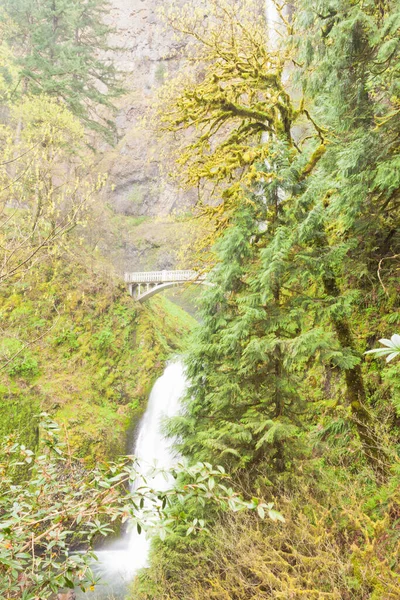 米国オレゴン州ポートランド近くのコロンビア川渓谷の緑豊かな森の中にあるマルトノマ滝とベンソン フットブリッジの有名なランドマーク — ストック写真